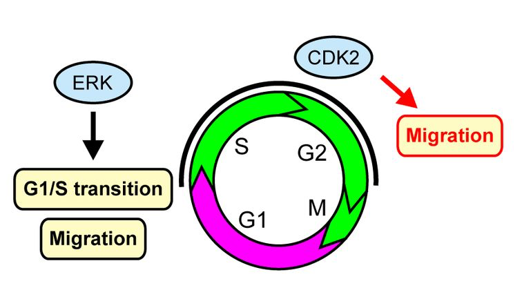 Nalin’s paper on Cdc7 is out in Nature!